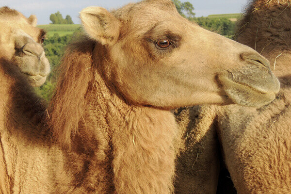 Kamel Bildnachweis: Fam. Sennert - Freizeitpark-Rotfelden Kamel Bildnachweis: Fam. Sennert - Freizeitpark-Rotfelden