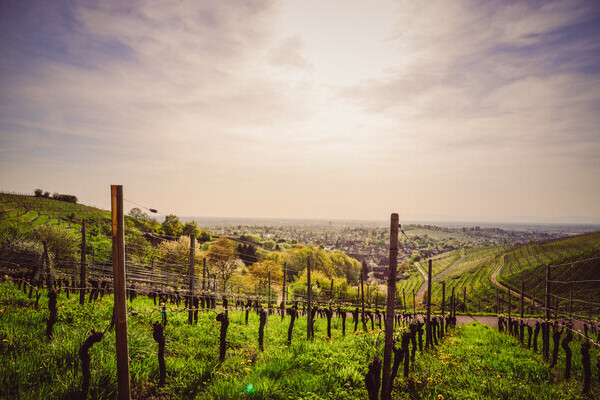 Weinstadtf�hrung Bildnachweis: Stadt Offenburg