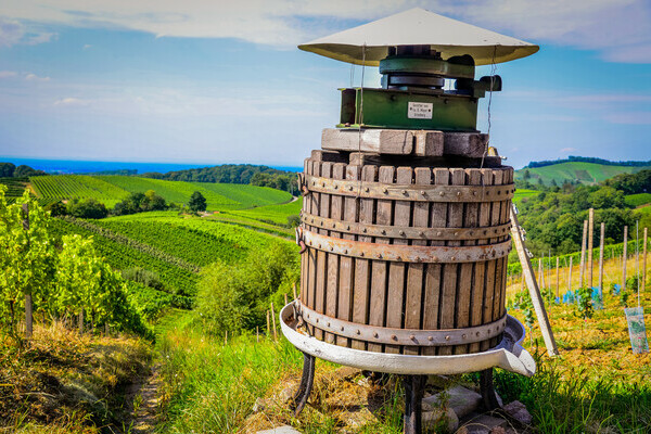 Ortenauer Weinpfad Bildnachweis: Stadt Offenburg Ortenauer Weinpfad Bildnachweis: Stadt Offenburg