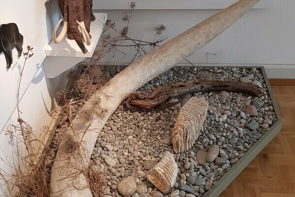 Mamutz�hne Bildnachweis: � F�rderkreis "Museum in der Alten Schule" e.V.