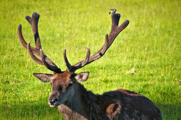 Bildnachweis: © Natur-Infozentrum Kaltenbronn Bildnachweis: © Natur-Infozentrum Kaltenbronn