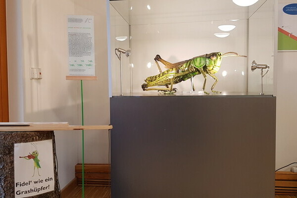 Sonderausstellung: Insekten Bildnachweis: � Natur-Infozentrum Kaltenbronn