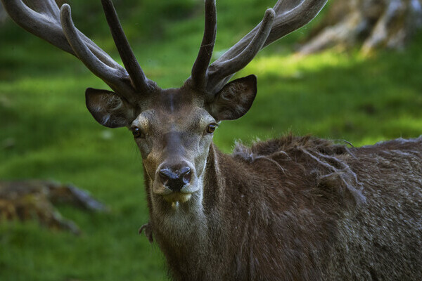 Wildgehege Ailwald Bildnachweis: Mit freundlicher Genehmigung von Baiersbronn Touristik | &copy; Hardy M�ller